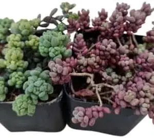 Sedum Dasyphyllum Succulent Plant Live 2-Pack Cactus for Home Decor 2 inch Pot