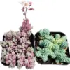 Sedum Dasyphyllum Succulent Plant Live 2-Pack Cactus for Home Decor 2 inch Pot