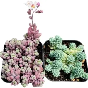 Sedum Dasyphyllum Succulent Plant Live 2-Pack Cactus for Home Decor 2 inch Pot