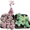 Sedum Dasyphyllum Succulent Plant Live 2-Pack Cactus for Home Decor 2 inch Pot
