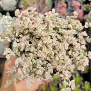 Sedum Little Missy Succulent Plant Live Succulent Easy Care Drought Tolerant Garden Plant Green