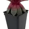 Sempervivum Chick Charms Steel Appeal Succulent Live Plant 2.5 inch Pot Green Hens Chicks