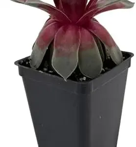 Sempervivum Chick Charms Steel Appeal Succulent Live Plant 2.5 inch Pot Green Hens Chicks