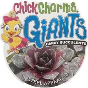 Sempervivum Chick Charms Steel Appeal Succulent Live Plant 2.5 inch Pot Green Hens Chicks