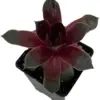 Sempervivum Chick Charms Steel Appeal Succulent Live Plant 2.5 inch Pot Green Hens Chicks