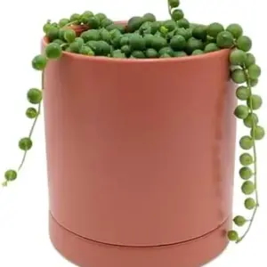 Senecio String of Pearls Live Plant Succulent Houseplant 1 Pack Terracotta Pot Indoor Outdoor Low Maintenance