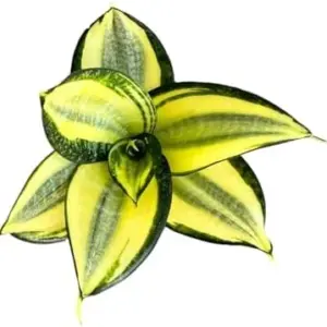 Snake Plant Gold Star Sansevieria Live Indoor Plant, 4 inch Pot, Green, Organic