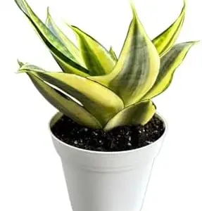 Snake Plant Gold Star Sansevieria Live Indoor Plant, 4 inch Pot, Green, Organic