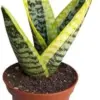 Snake Plant Sansevieria, 4 inch Pot, Yellow Green, Indoor Outdoor Live Plant