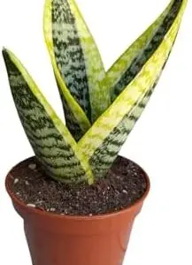Snake Plant Sansevieria, 4 inch Pot, Yellow Green, Indoor Outdoor Live Plant