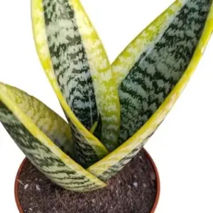 Snake Plant Sansevieria, 4 inch Pot, Yellow Green, Indoor Outdoor Live Plant