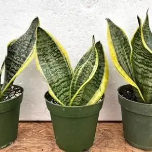 Snake Plant Sansevieria Superba Robusta 3 Pack Live Plants 4 inch Pot Green