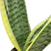 Snake Plant Sansevieria Superba Robusta 3 Pack Live Plants 4 inch Pot Green