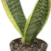 Snake Plant Sansevieria Superba Robusta 3 Pack Live Plants 4 inch Pot Green