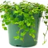 String of Frogs Live Plant, Trailing Succulent, 4 inch, Natural, Live Plant for Home Office Decor