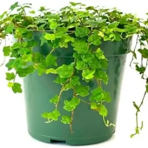 String of Frogs Live Plant, Trailing Succulent, 4 inch, Natural, Live Plant for Home Office Decor