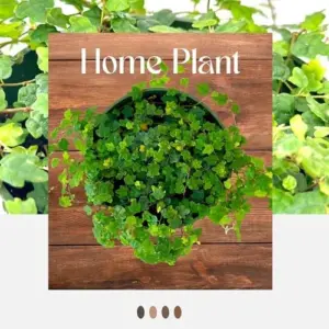 String of Frogs Live Plant, Trailing Succulent, 4 inch, Natural, Live Plant for Home Office Decor