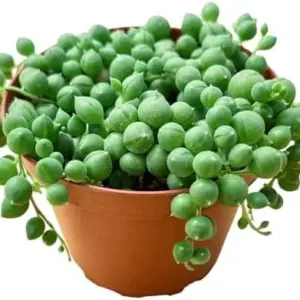 String of Pearls Succulent Plant Live 4-inch Rooted Easy Care Houseplant for Home Office Decor