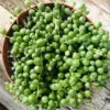 String of Pearls Succulent Plant Live 4-inch Rooted Easy Care Houseplant for Home Office Decor