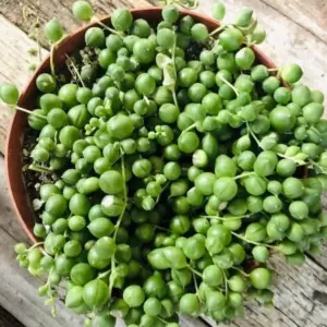 String of Pearls Succulent Plant Live 4-inch Rooted Easy Care Houseplant for Home Office Decor