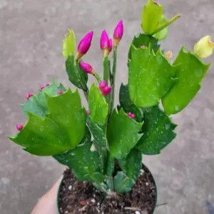 Thanksgiving Cactus Live Plant - Vibrant Schlumbergera truncata Succulent for Indoor Home & Office Decor, 6-inch Pot