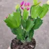 Thanksgiving Cactus Live Plant - Vibrant Schlumbergera truncata Succulent for Indoor Home & Office Decor, 6-inch Pot