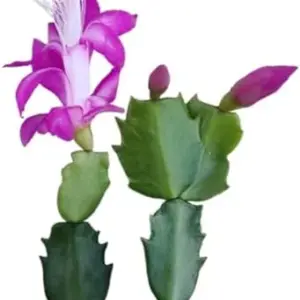 Thanksgiving Cactus Live Plants Fuchsia Pink 2 Pack Holiday Cactus No Root Cutting