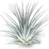 Tillandsia Air Plant Live Rainbow Airplant for Home Decor & Air Purification - White/Silver, Easy Care Houseplant