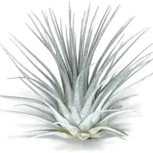 Tillandsia Air Plant Live Rainbow Airplant for Home Decor & Air Purification - White/Silver, Easy Care Houseplant