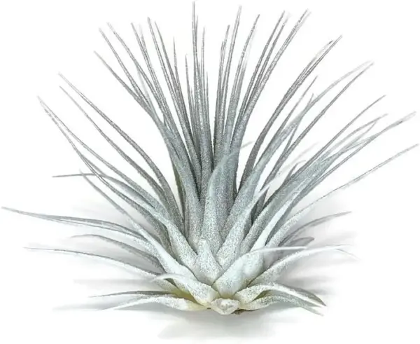 Tillandsia Air Plant Live Rainbow Airplant for Home Decor & Air Purification - White/Silver, Easy Care Houseplant