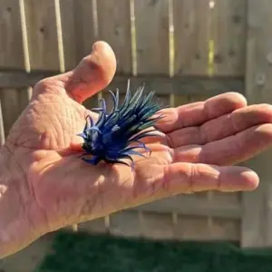 Tillandsia Ionantha Air Plants 3 Pack with Black Planter Organically Enhanced Color Live Arrival Guaranteed House Plants