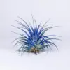 Tillandsia Ionantha Air Plants 3 Pack with Black Planter Organically Enhanced Color Live Arrival Guaranteed House Plants