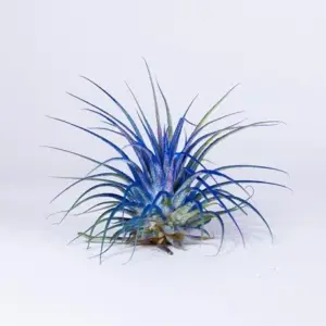 Tillandsia Ionantha Air Plants 3 Pack with Black Planter Organically Enhanced Color Live Arrival Guaranteed House Plants