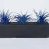 Tillandsia Ionantha Air Plants 3 Pack with Black Planter Organically Enhanced Color Live Arrival Guaranteed House Plants