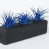 Tillandsia Ionantha Air Plants 3 Pack with Black Planter Organically Enhanced Color Live Arrival Guaranteed House Plants
