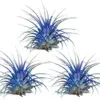 Tillandsia Ionantha Air Plants 3 Pack with Black Planter Organically Enhanced Color Live Arrival Guaranteed House Plants