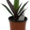 Tradescantia Spathacea Moses in the Cradle Oyster Plant 4 inch Pot Green Purple Live Plant