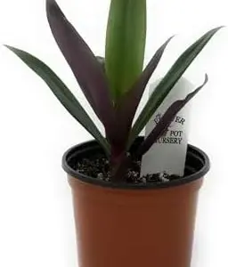 Tradescantia Spathacea Moses in the Cradle Oyster Plant 4 inch Pot Green Purple Live Plant