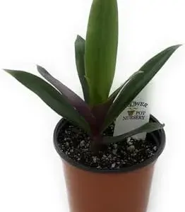 Tradescantia Spathacea Moses in the Cradle Oyster Plant 4 inch Pot Green Purple Live Plant