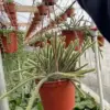 Trailing Cactus Live Houseplant 6in Hanging Basket Purple Flower Easy Care Indoor Plant