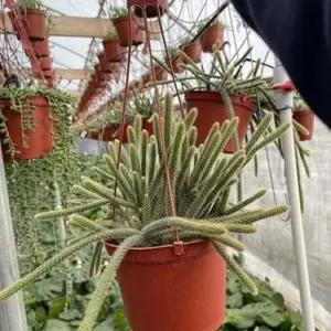 Trailing Cactus Live Houseplant 6in Hanging Basket Purple Flower Easy Care Indoor Plant