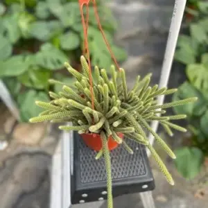 Trailing Cactus Live Houseplant 6in Hanging Basket Purple Flower Easy Care Indoor Plant