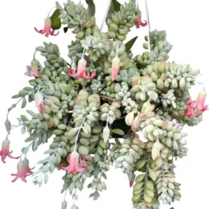 Trailing Cotyledon Pendens Live Plants Succulent 2 Inch Pot Set of 2 Indoor Outdoor Rare Hardy Cliff Cotyledon