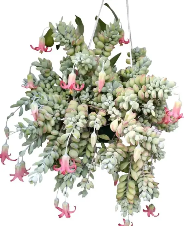 Trailing Cotyledon Pendens Live Plants Succulent 2 Inch Pot Set of 2 Indoor Outdoor Rare Hardy Cliff Cotyledon