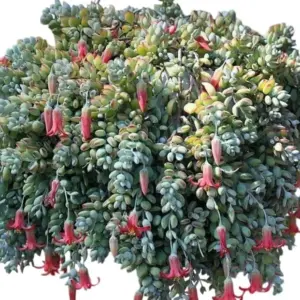 Trailing Succulent Live Plant Cliff Cotyledon Hardy Indoor Outdoor 4 Inch Pot