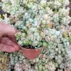 Trailing Succulent Live Plant Cliff Cotyledon Hardy Indoor Outdoor 4 Inch Pot