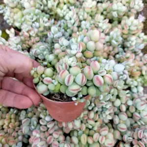 Trailing Succulent Live Plant Cliff Cotyledon Hardy Indoor Outdoor 4 Inch Pot