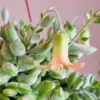 Trailing Succulent Live Plant Cliff Cotyledon Hardy Indoor Outdoor 4 Inch Pot