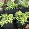 Trailing Succulent Live Plant Cliff Cotyledon Hardy Indoor Outdoor 4 Inch Pot