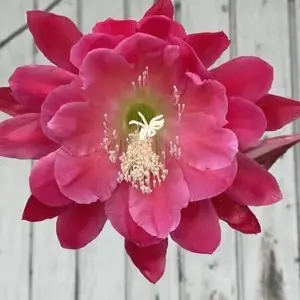 Two Toned Pink Orchid Cactus Live Plant Starter Pot - Epiphyllum Hybrid - Vibrant Blooms